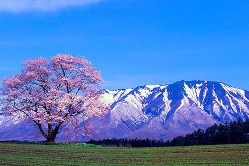 小岩井牧場の一本桜