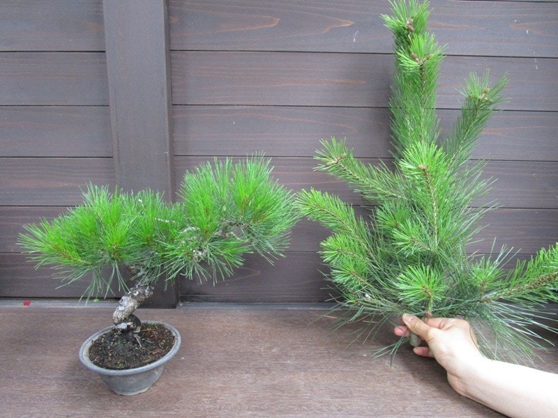 庭木の赤松と葉の比較