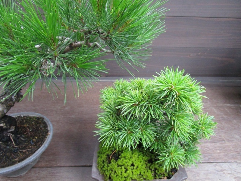 コンパクトな印象の五葉松