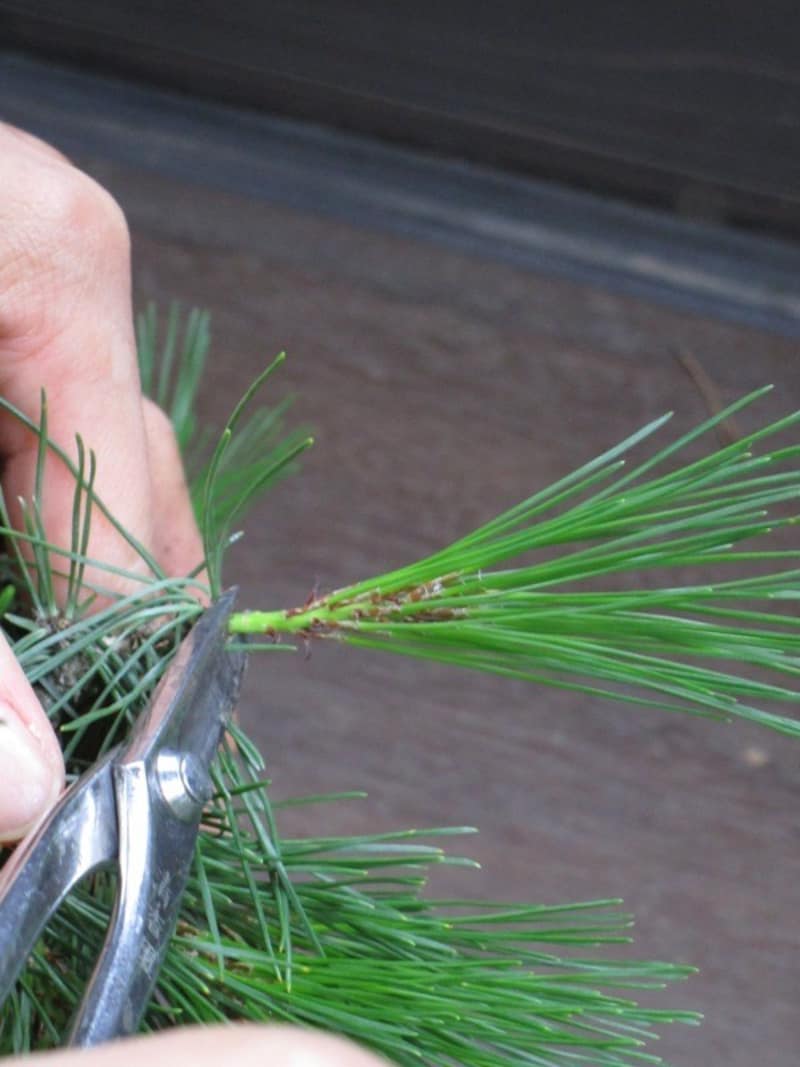 新芽を切る時は途中からではなく、元から