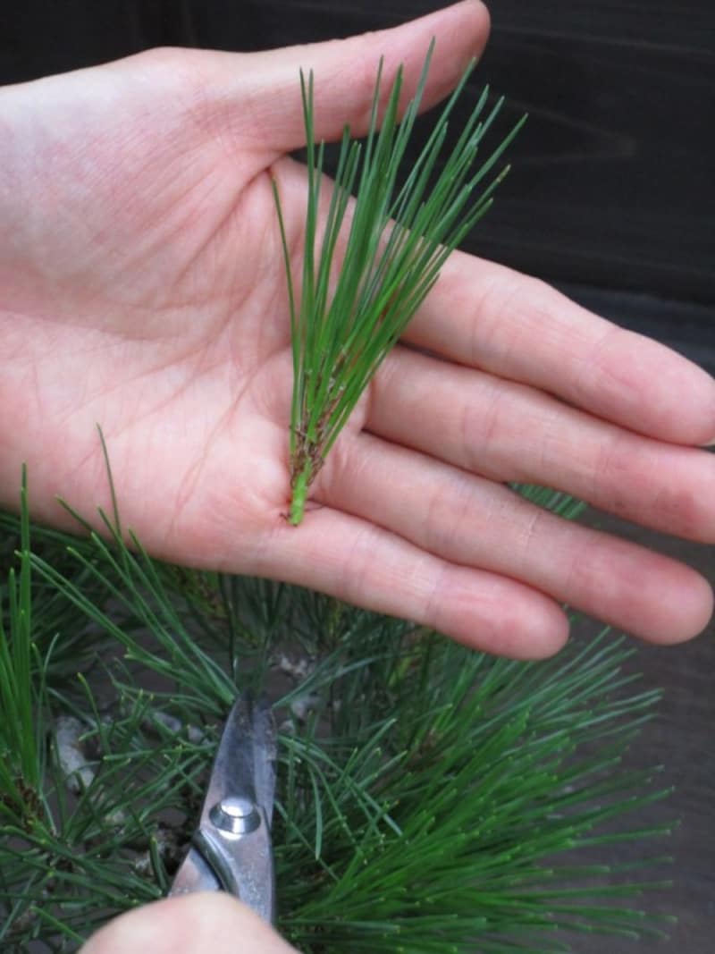 元から切った新芽