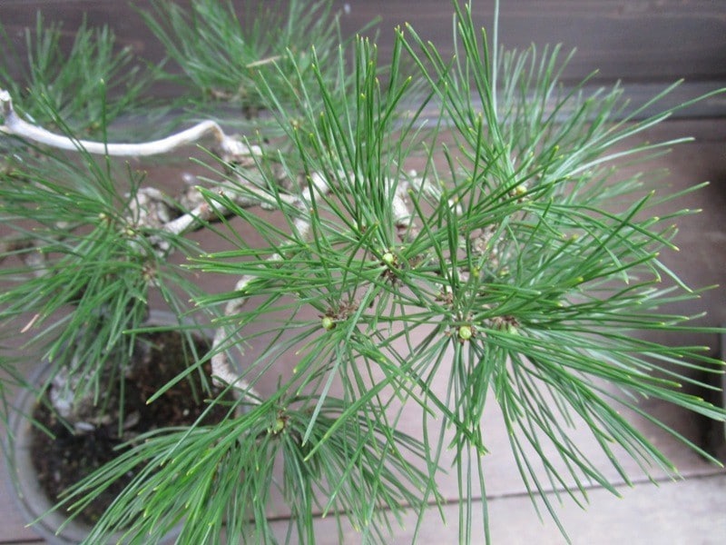 芽切りした後の枝先のアップ