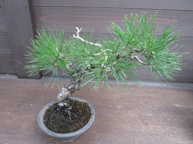 芽切り後の全身像