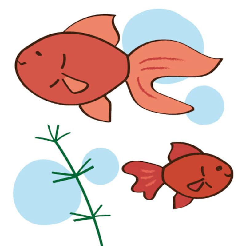 暑中見舞い イラスト 無料 フリー 金魚 夏 カラー