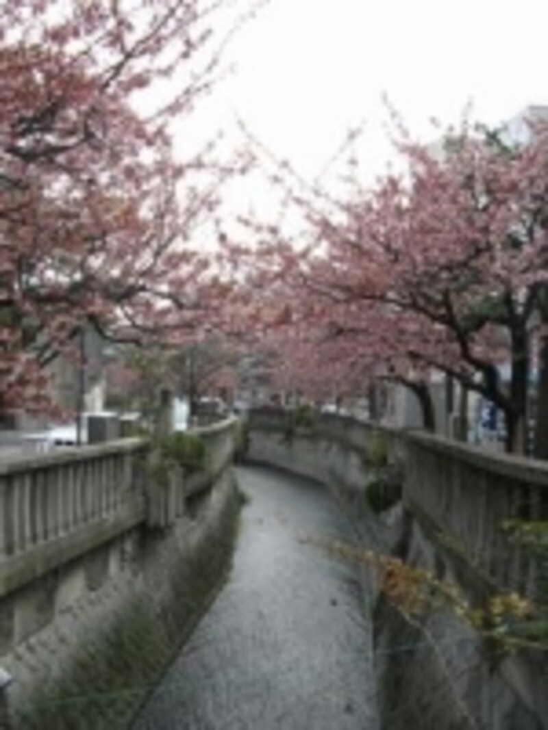 糸川沿いには熱海桜の並木が続き、熱海にはひと足早い春が訪れる