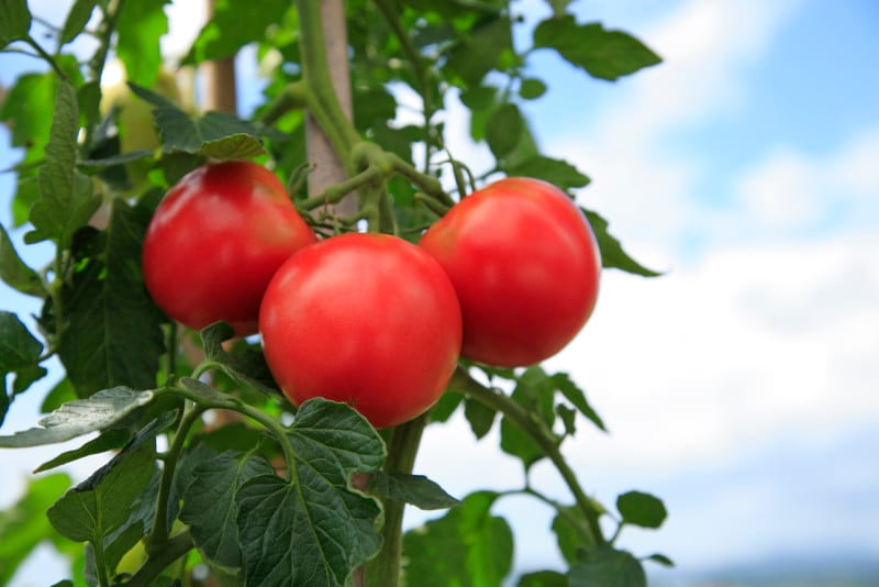 トマトの栽培方法を学んで家庭菜園しよう