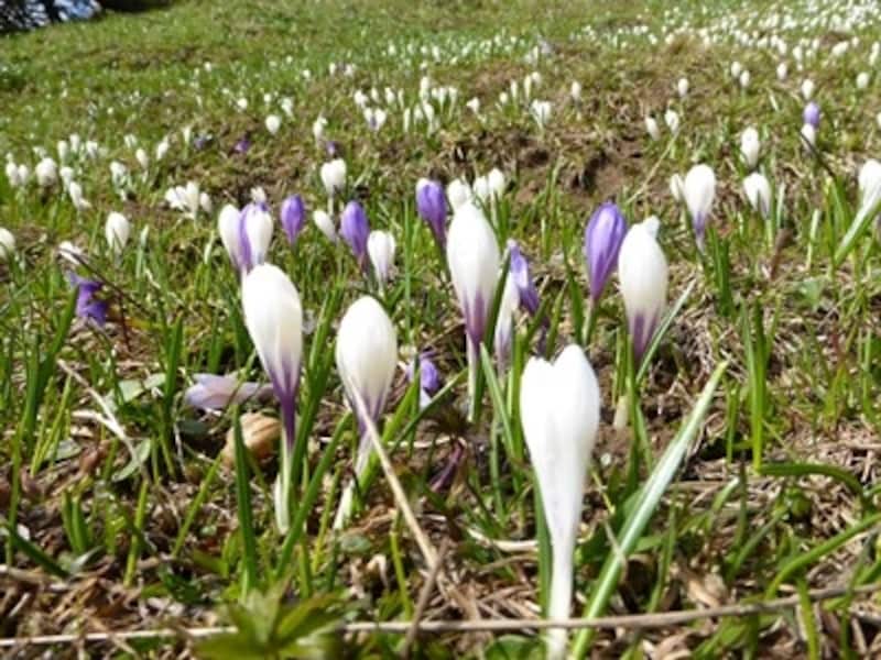 クロッカスの群生