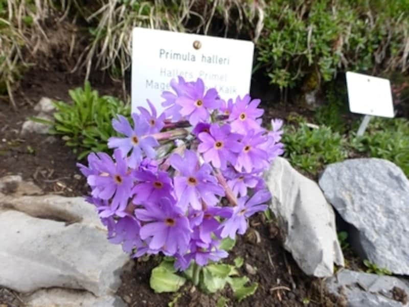 プリムラ・ハレリ