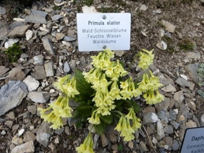 セイタカセイヨウサクラソウ