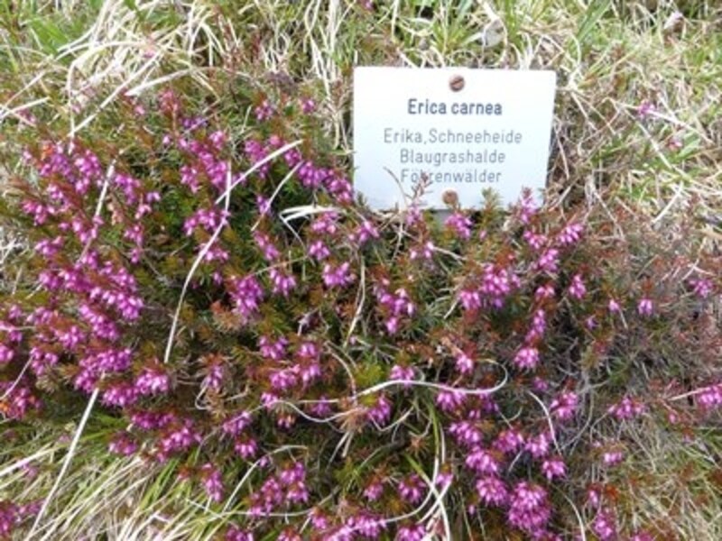 エリカ・カルネア