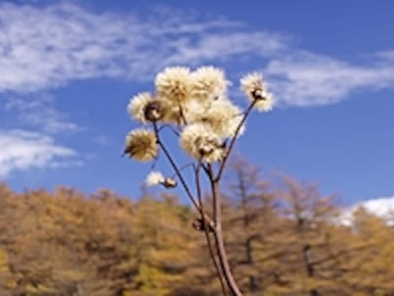 与えられた環境を受け入れ、しっかりと根を下ろし、周りの役に立つことです