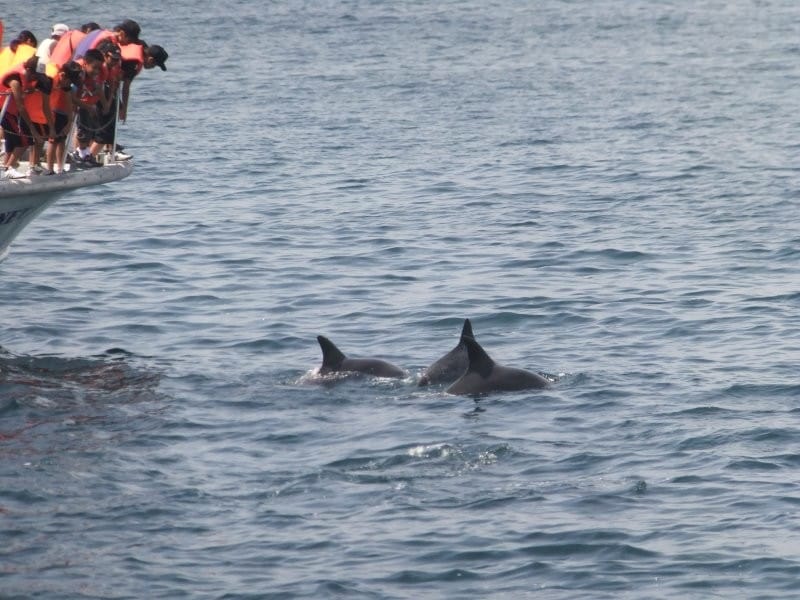 天草のイルカウォッチング（1）