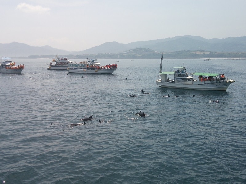 天草のイルカウォッチング（2）