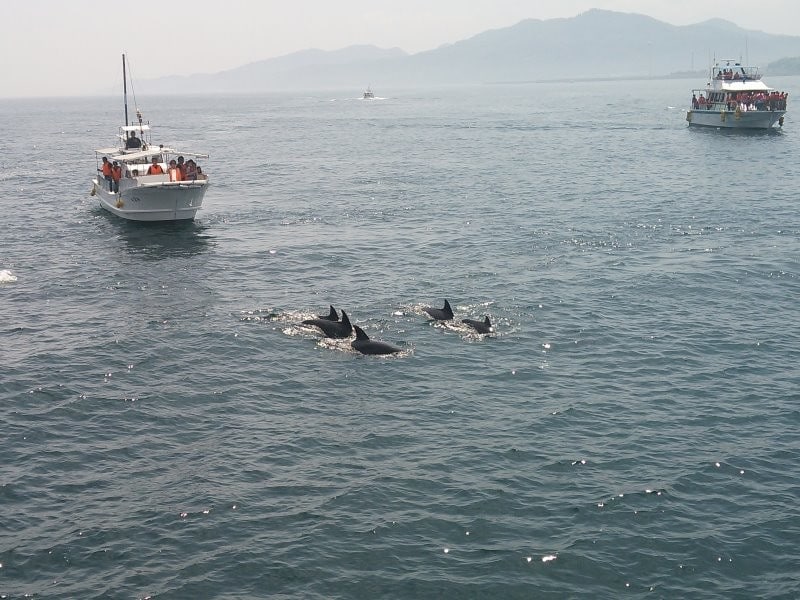 天草のイルカウォッチング（3）