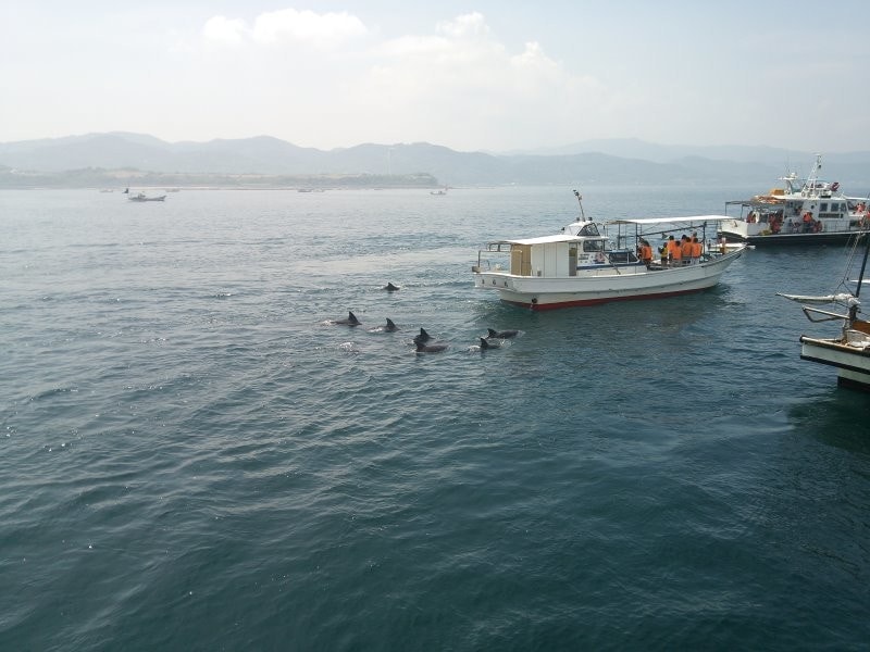 天草のイルカウォッチング（4）