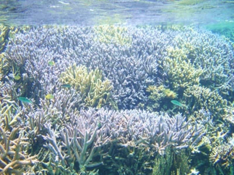 珊瑚の海が育む宮古島の海