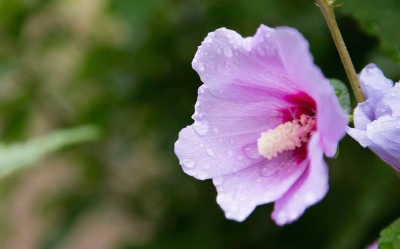 水滴がついた花