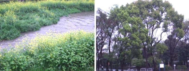 近くの川には菜の花がいっぱい咲いていて、お散歩にも良さそう。公園は大きな木が茂って森のようです。<br /> （この日実は雨だったので、写真が若干暗いてす。すみません）。