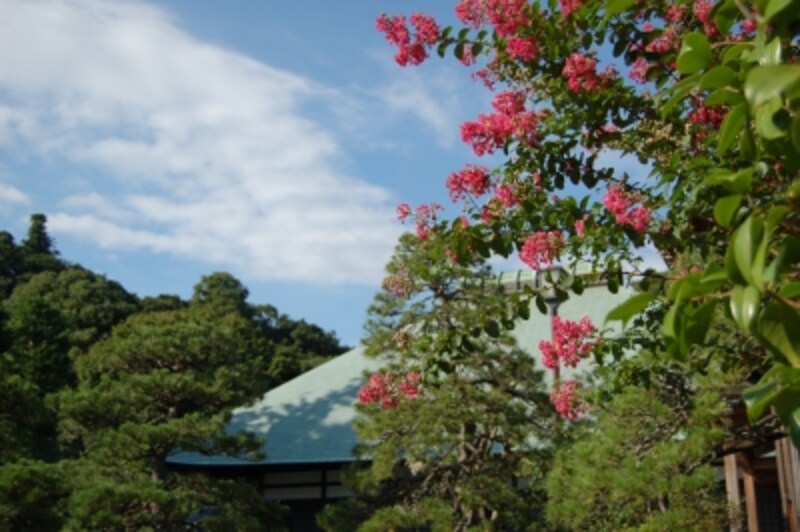 浄妙寺の百日紅(サルスベリ)