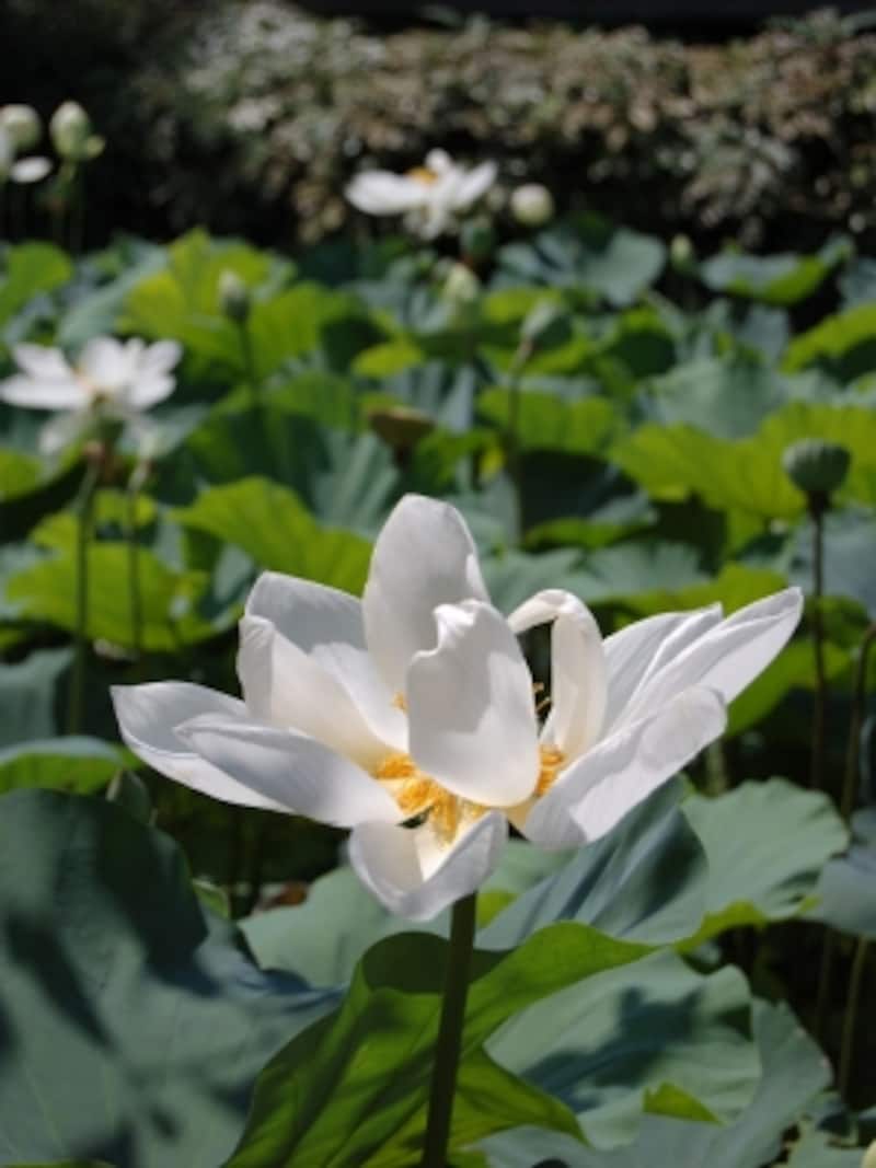 鶴岡八幡宮 源平池の蓮(ハス)