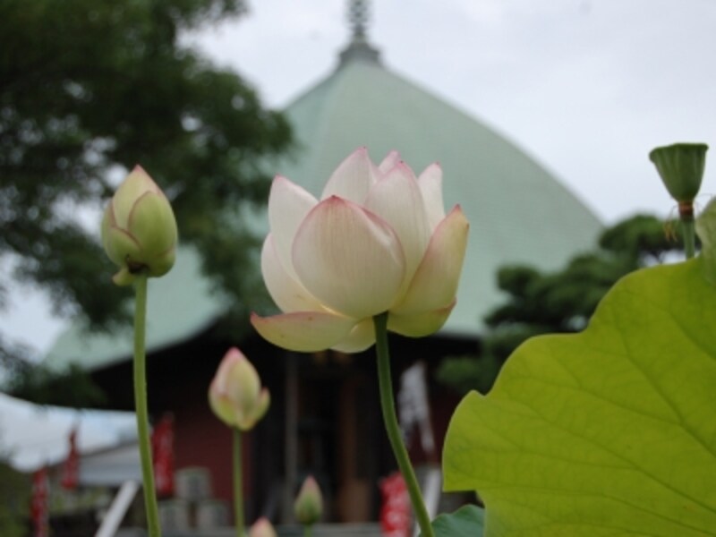 本覚寺undefined夷子堂と蓮のコラボが美しい