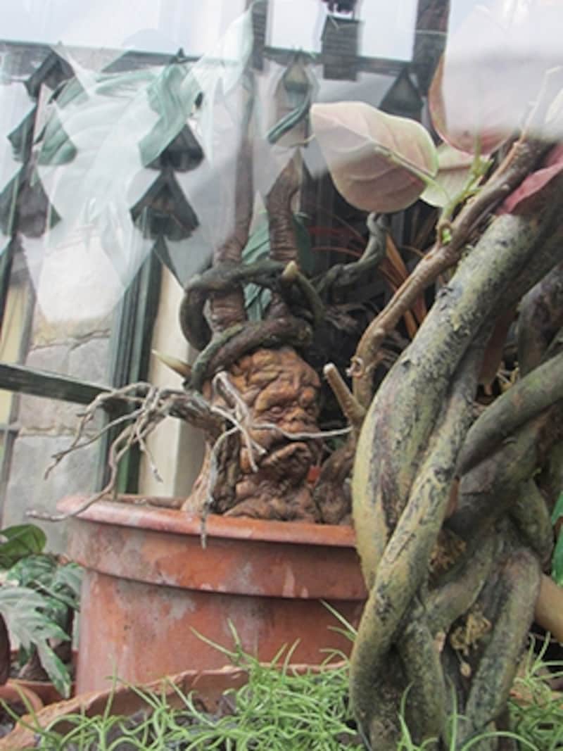 ショーケースの中に