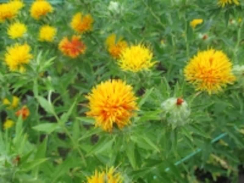 紅花。アザミに似た黄色い可憐な花が咲く。