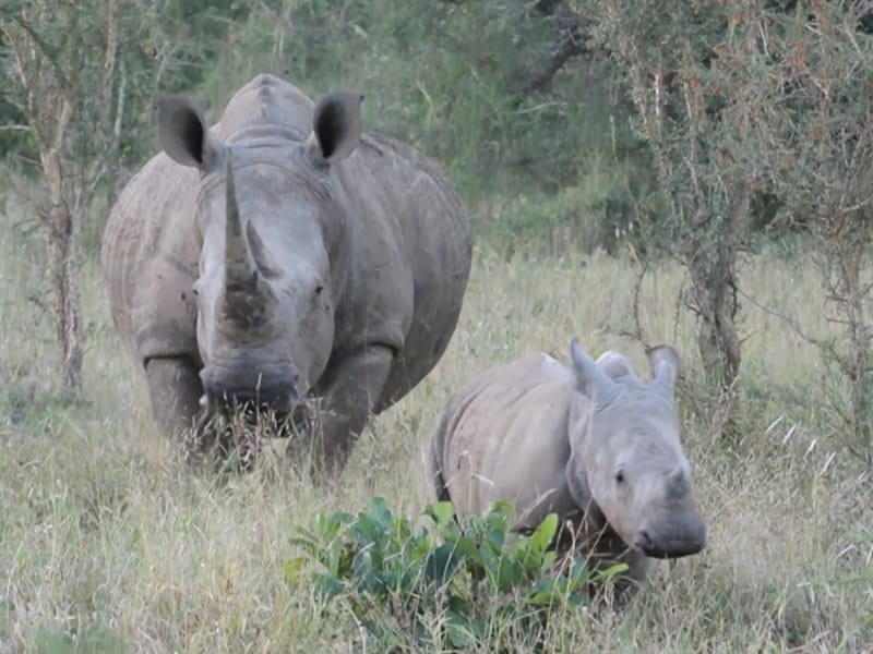 クルーガー国立公園