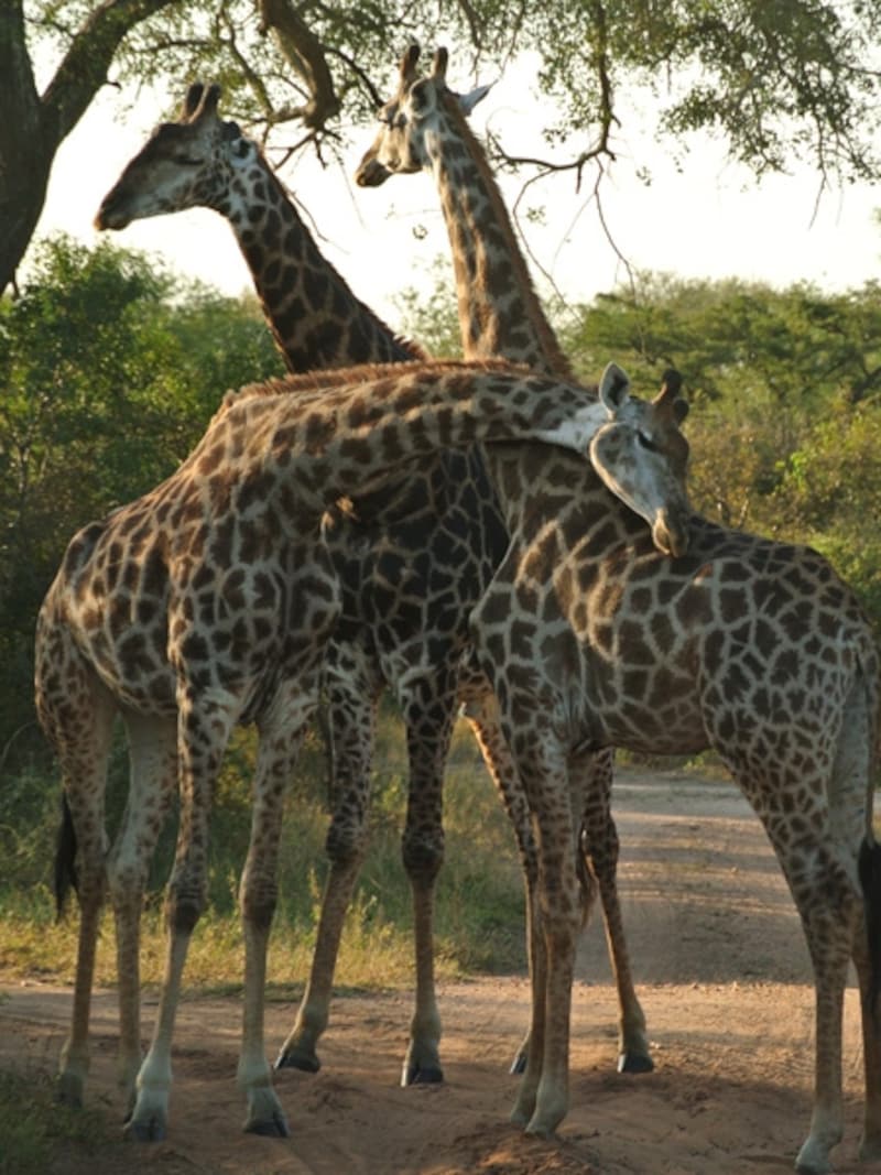 クルーガー国立公園