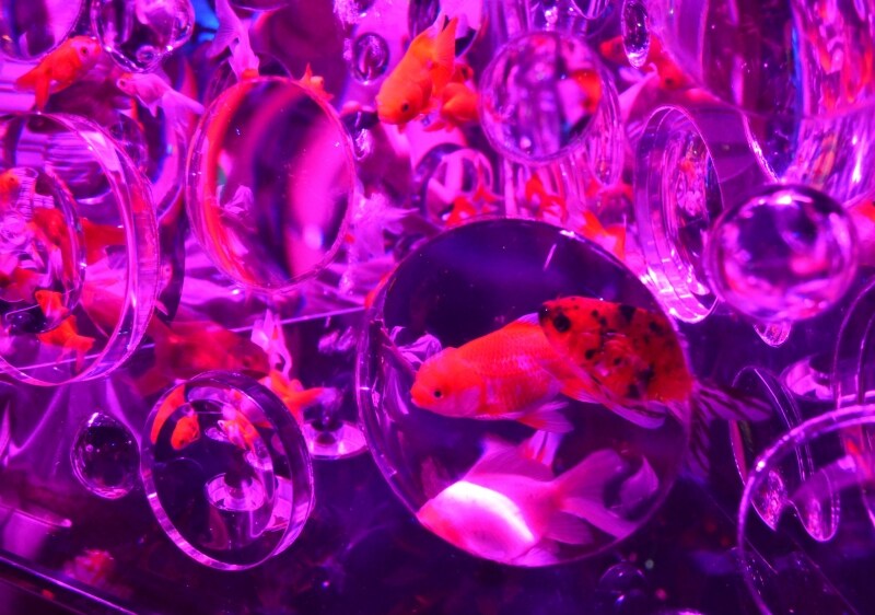 リフレクトリウム