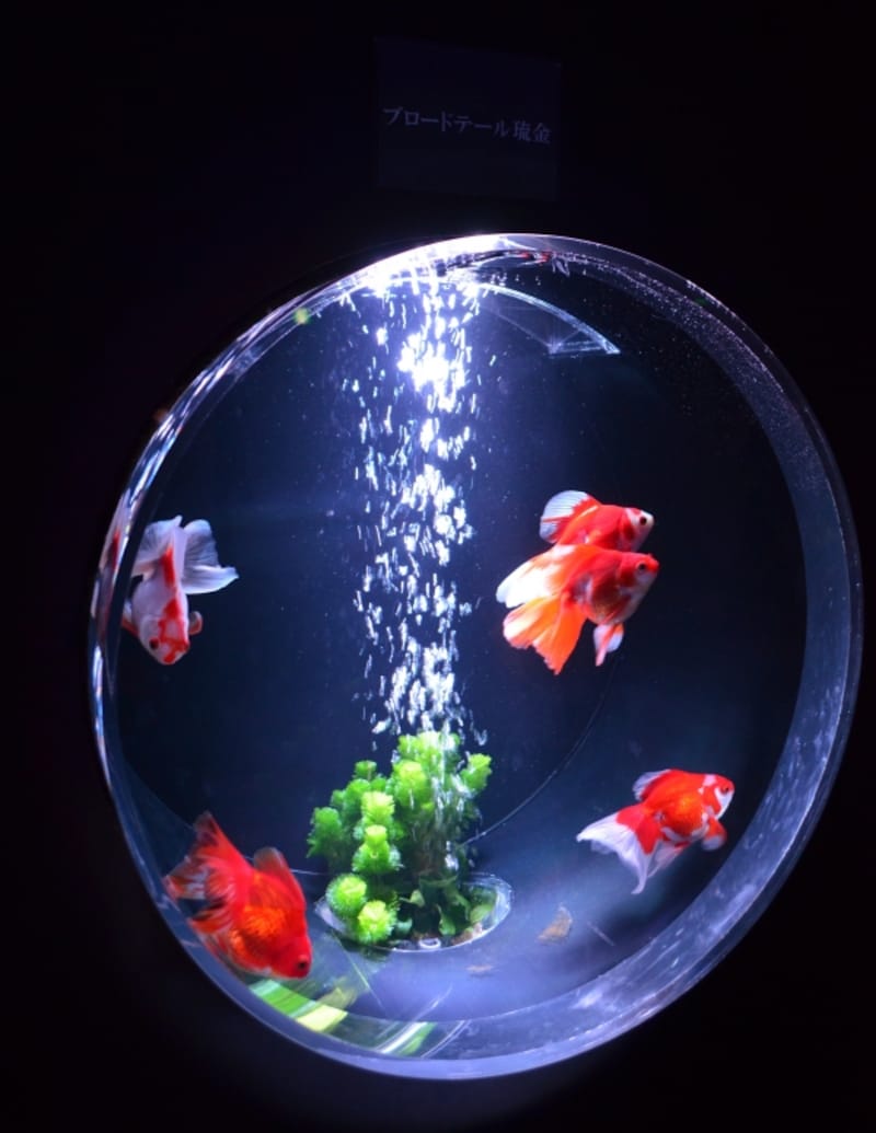金魚コレクション