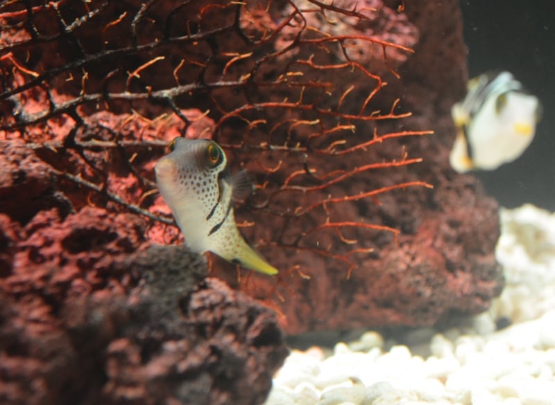 オーシャン・ジオグラフィックウォール