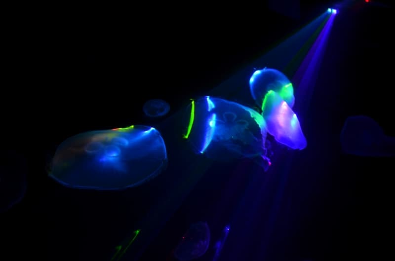 スペースジェリウム