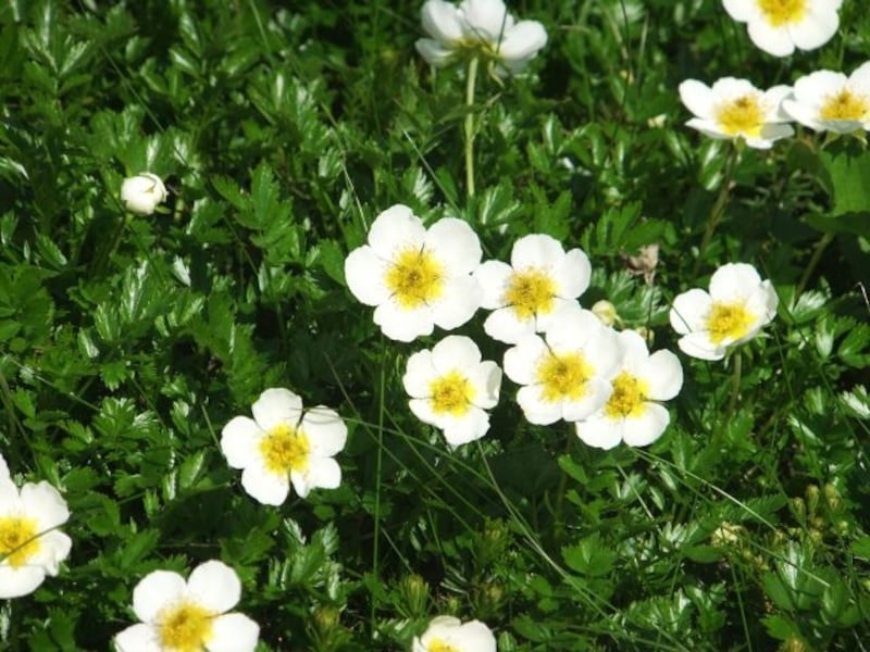 可憐な花、チングルマ