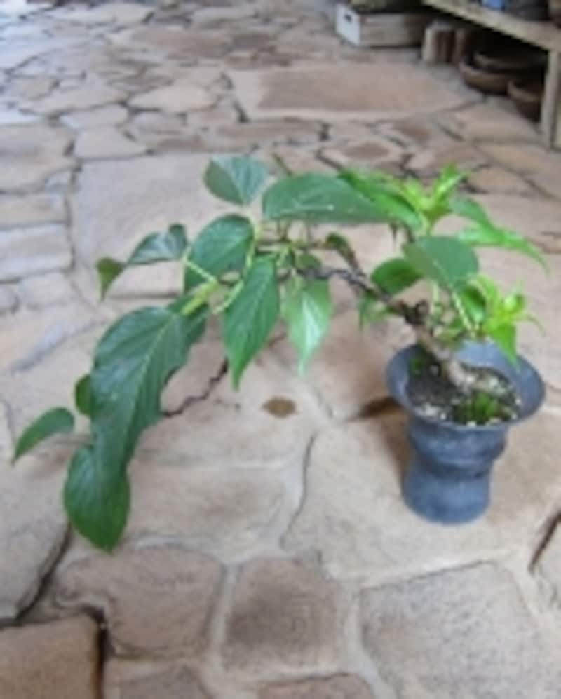 真夏のキブシの盆栽