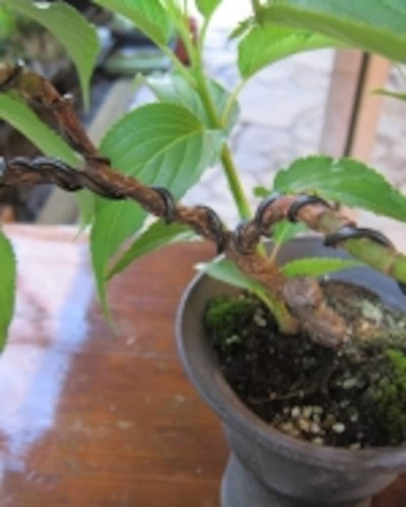 針金が巻いてある枝