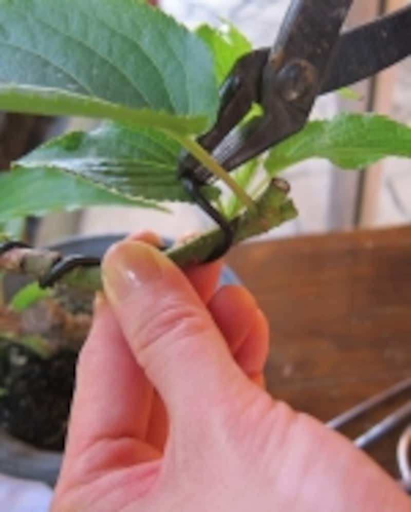 やっとこではずす