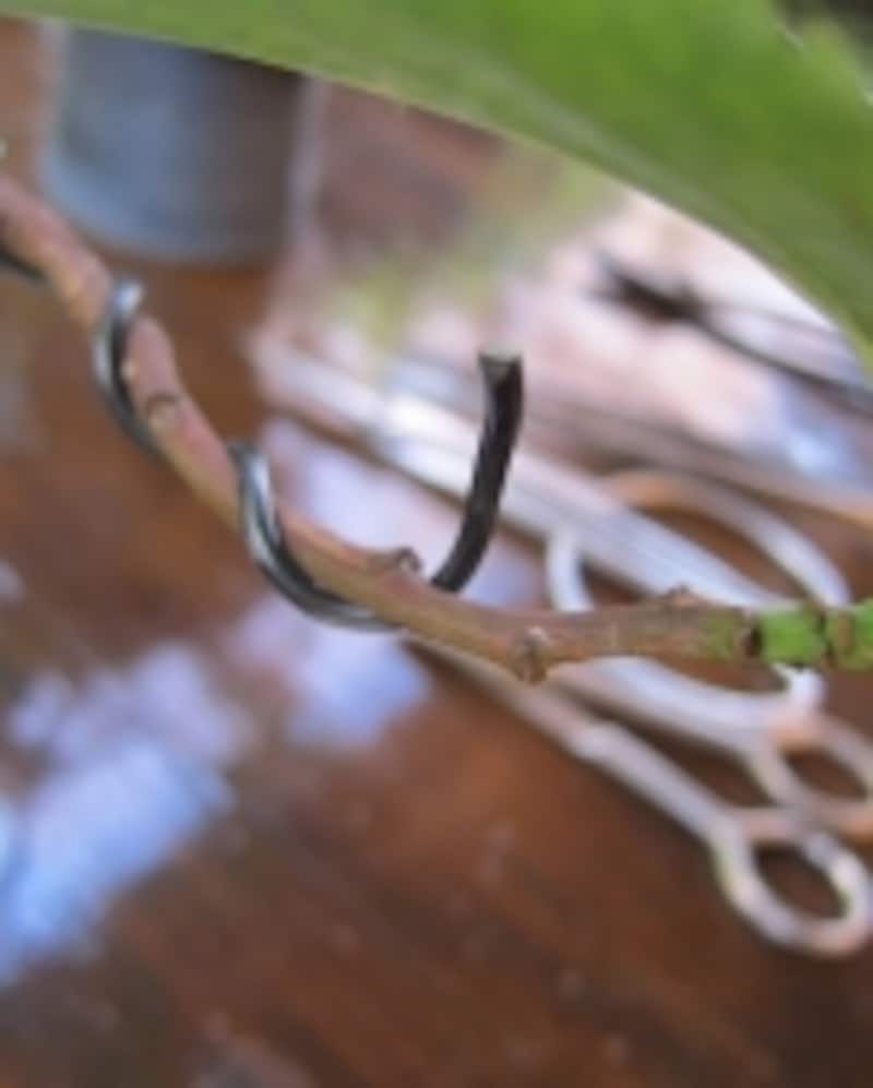 針金を残した枝