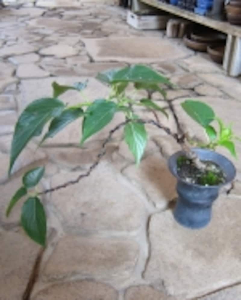 夏のお手入れが終了