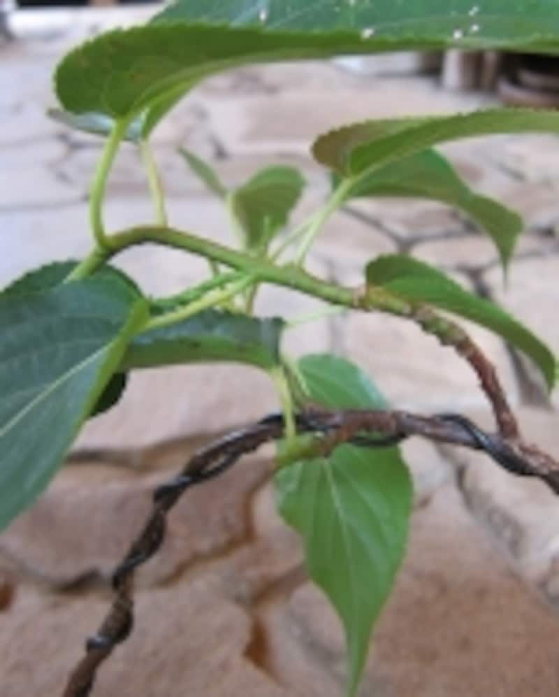 はずす枝と残す枝