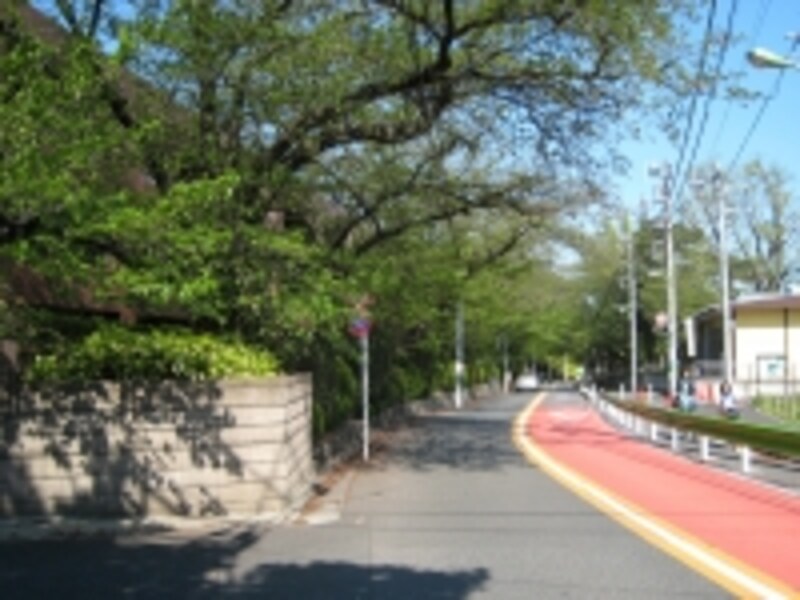 芦花公園近く、敷地内に桜の古木を配したマンション。こうした四季、緑に触れ合う暮らしを望む人にはお勧めの街