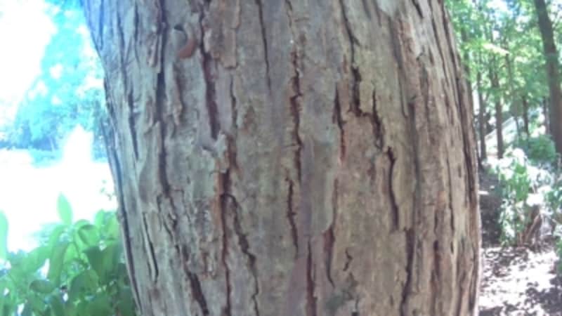 アップにするとこんな感じの映像になる