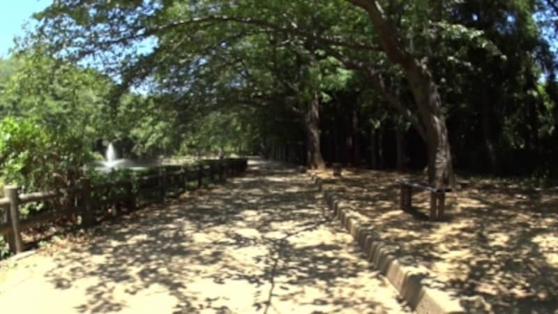 アクションカムとお散歩