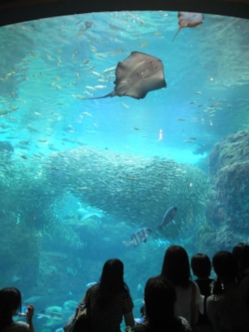 ダイバーによるショーなども行われる「相模湾大水槽」の中で、マイワシの大群が泳ぎ回るのは圧巻！