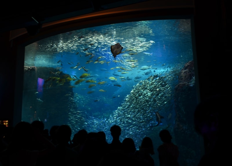 明るい時間帯の「相模湾大水槽」