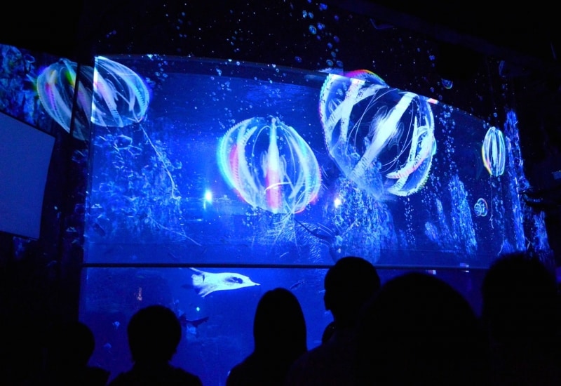 新江ノ島水族館　ナイトアクアリウム