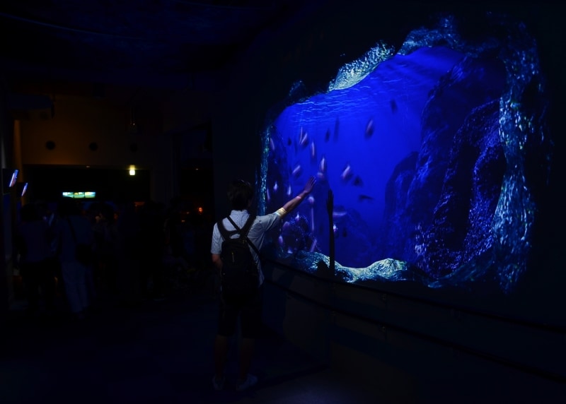 「海中生物との戯れ」