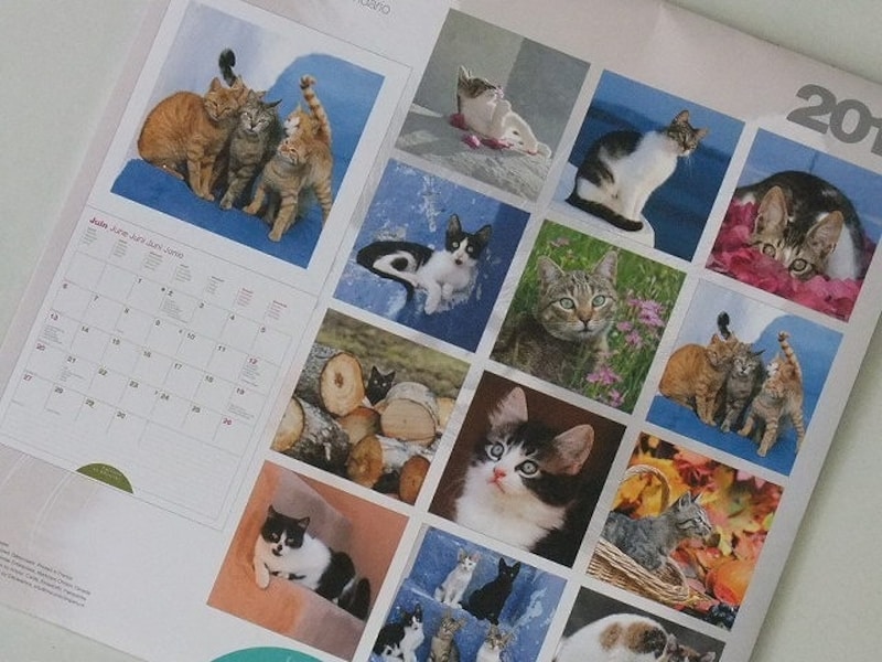 catkalender
