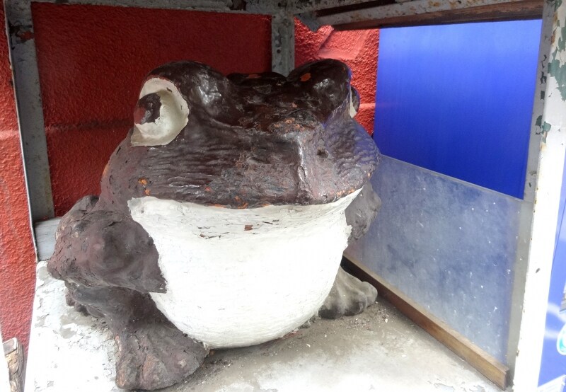 けっこう立派な蛙さん