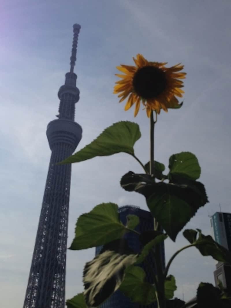 ひまわりと東京スカイツリー